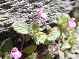 صورة Galeopsis pyrenaica Bartl.