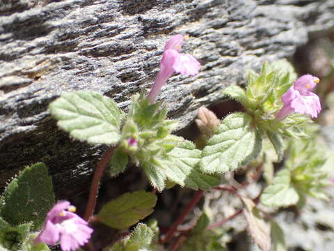 Image of Galeopsis pyrenaica Bartl.