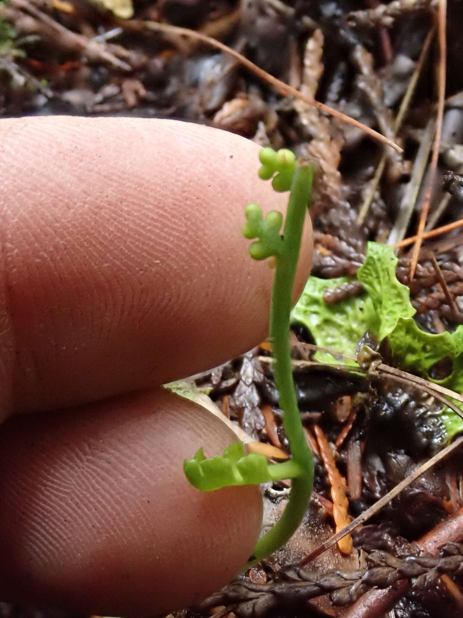 Imagem de Botrychium montanum Wagner