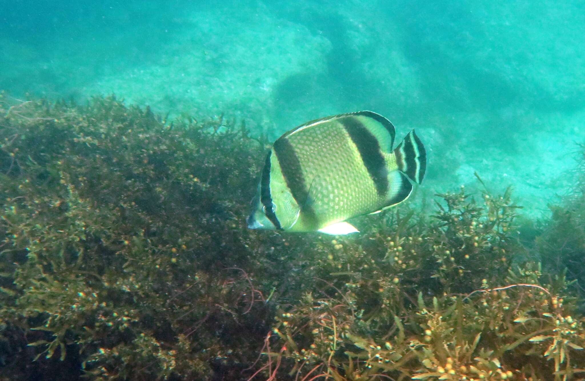 Chaetodon humeralis Günther 1860 resmi