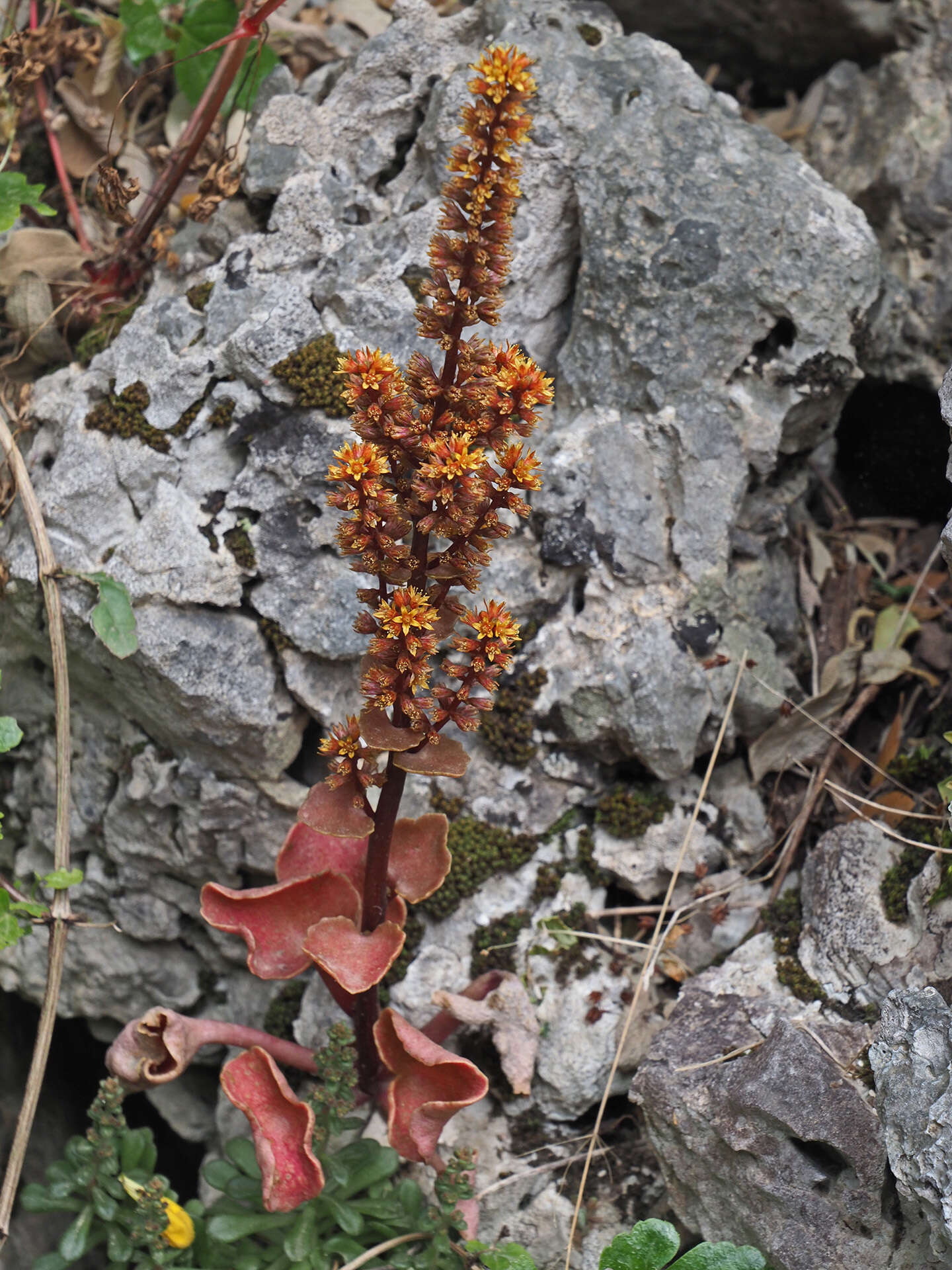 Imagem de Umbilicus parviflorus (Desf.) DC.