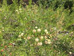 Image de Cephalanthus salicifolius Humb. & Bonpl.