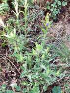 Image of New Mexico beardtongue