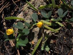 Image of roundleaf sensitive pea