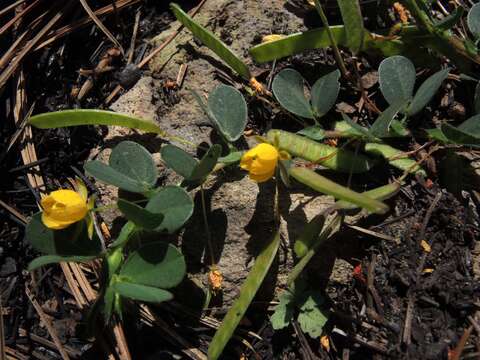 Chamaecrista rotundifolia (Pers.) Greene resmi