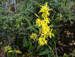 Image of Cyrtochilum pardinum Lindl.