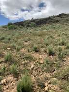 Image of Moraea inconspicua Goldblatt