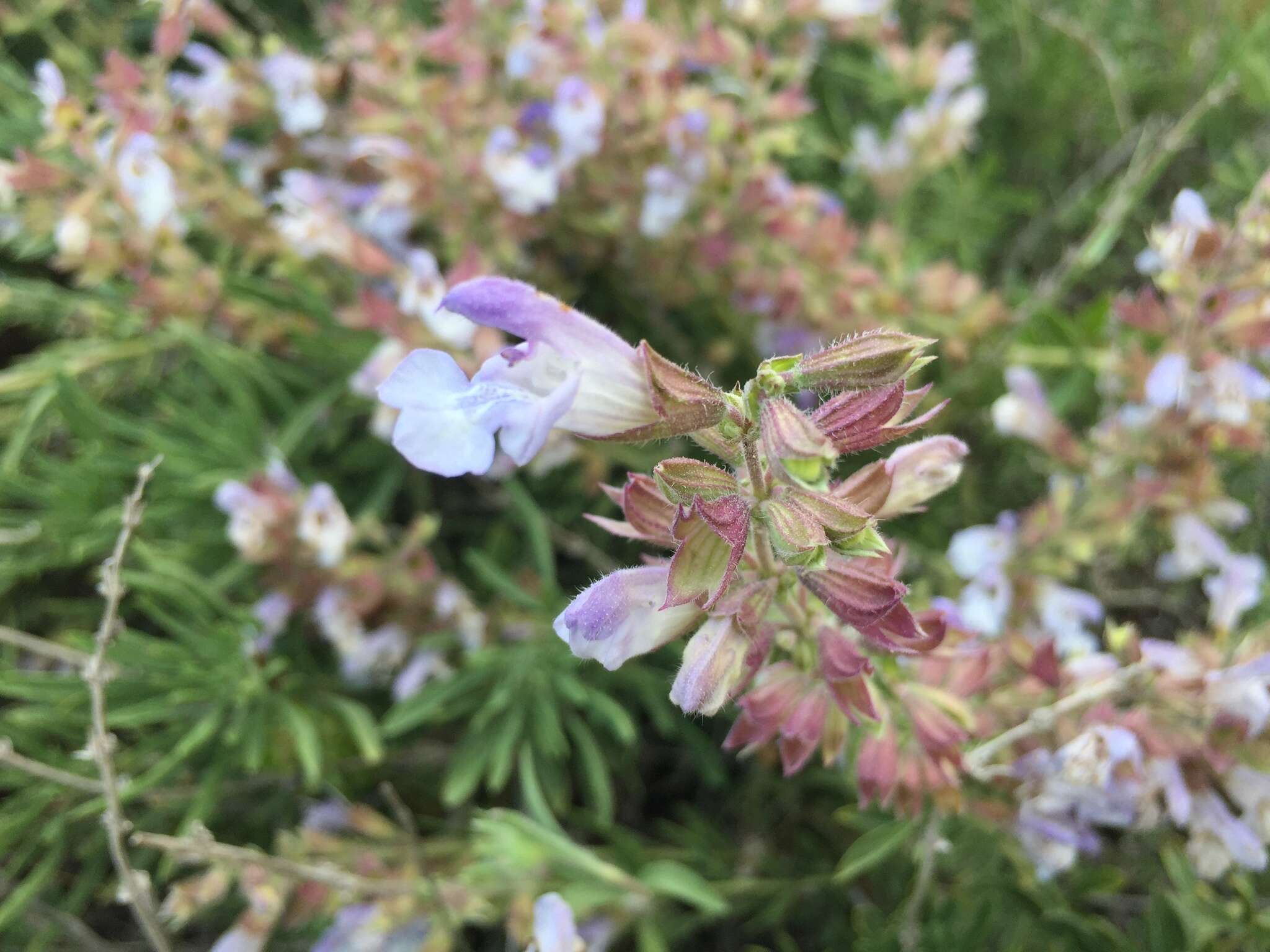 Image of Salvia wiedemannii Boiss.