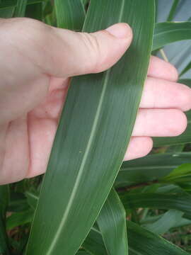 Image of Uruguayan fountaingrass