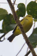 Image of Lemon-bellied White-eye