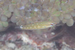 Image of Chain-line wrasse