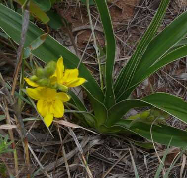 Image of Hypoxis obtusa Burch. ex Ker Gawl.