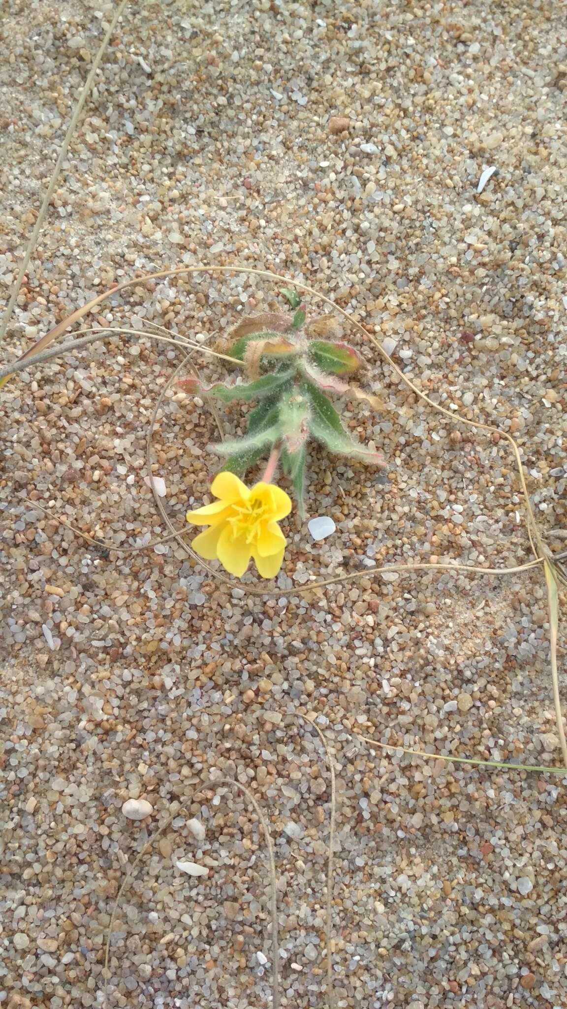 Image of Argentine evening primrose