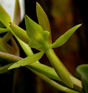 Image of Epidendrum geminiflorum Kunth