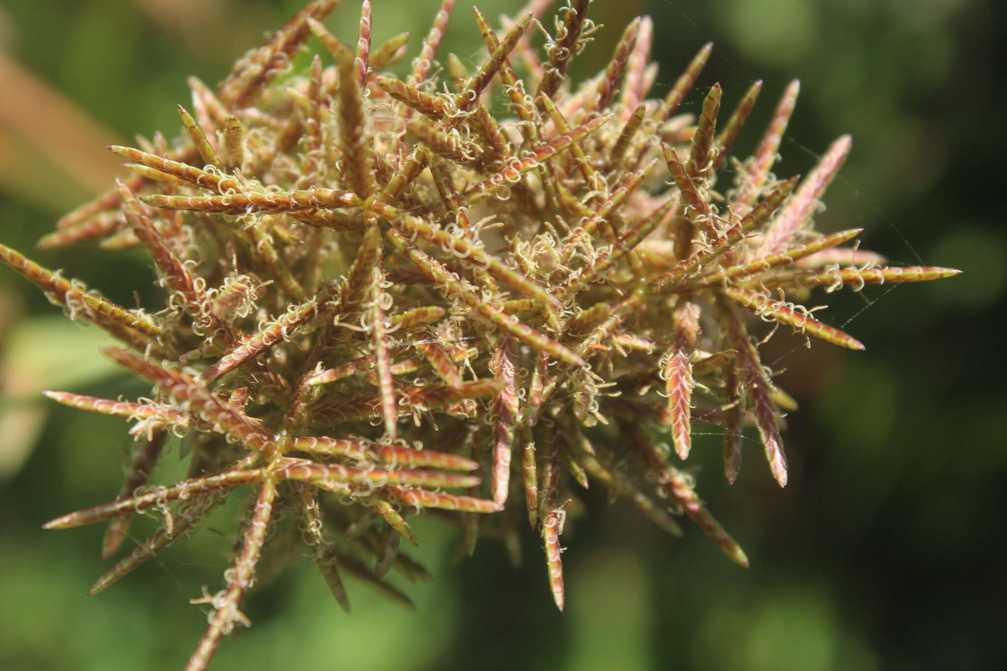 Image of Cyperus latifolius Poir.