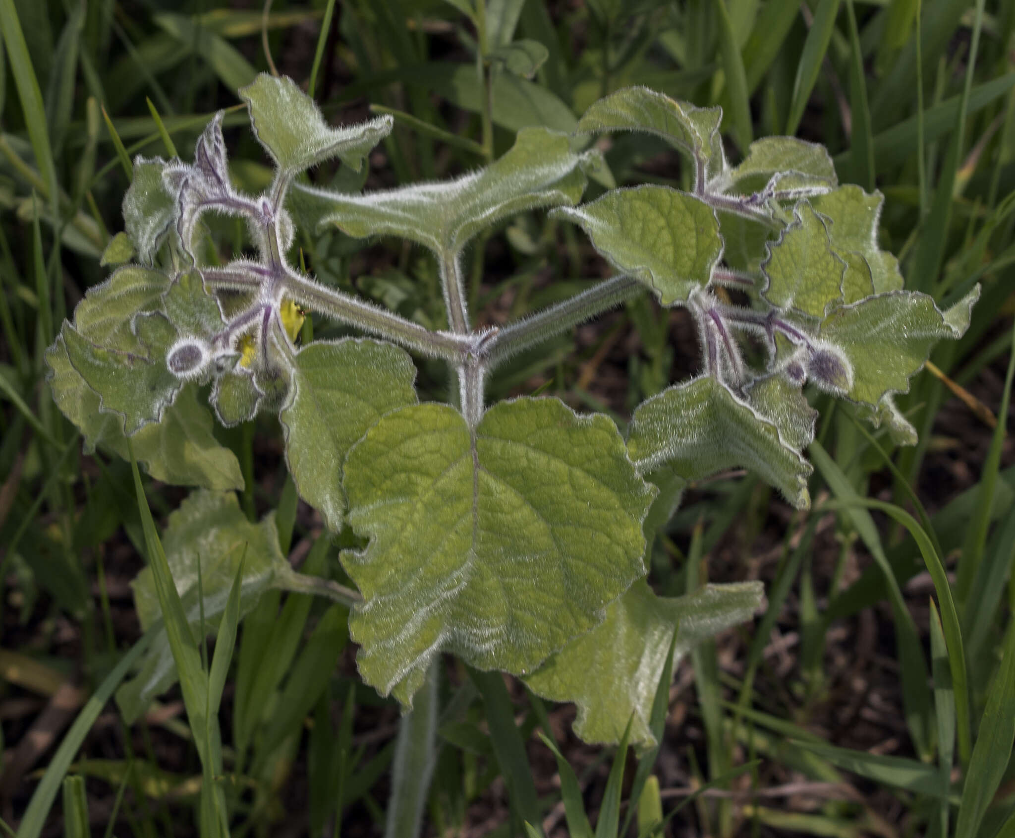 Image de Physalis heterophylla Nees