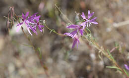 Plancia ëd Clarkia biloba (Dur.) A. Nels. & J. F. Macbr.