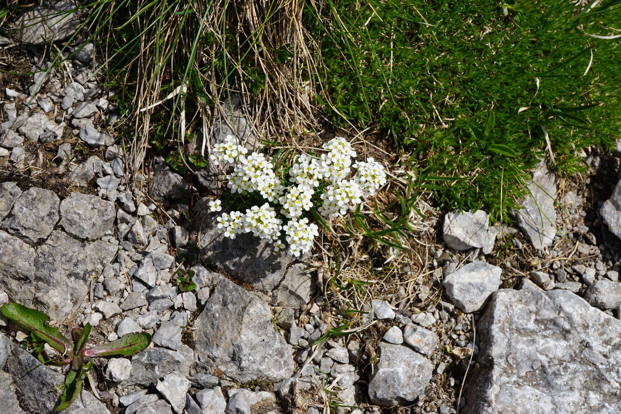 Imagem de Hornungia alpina subsp. alpina