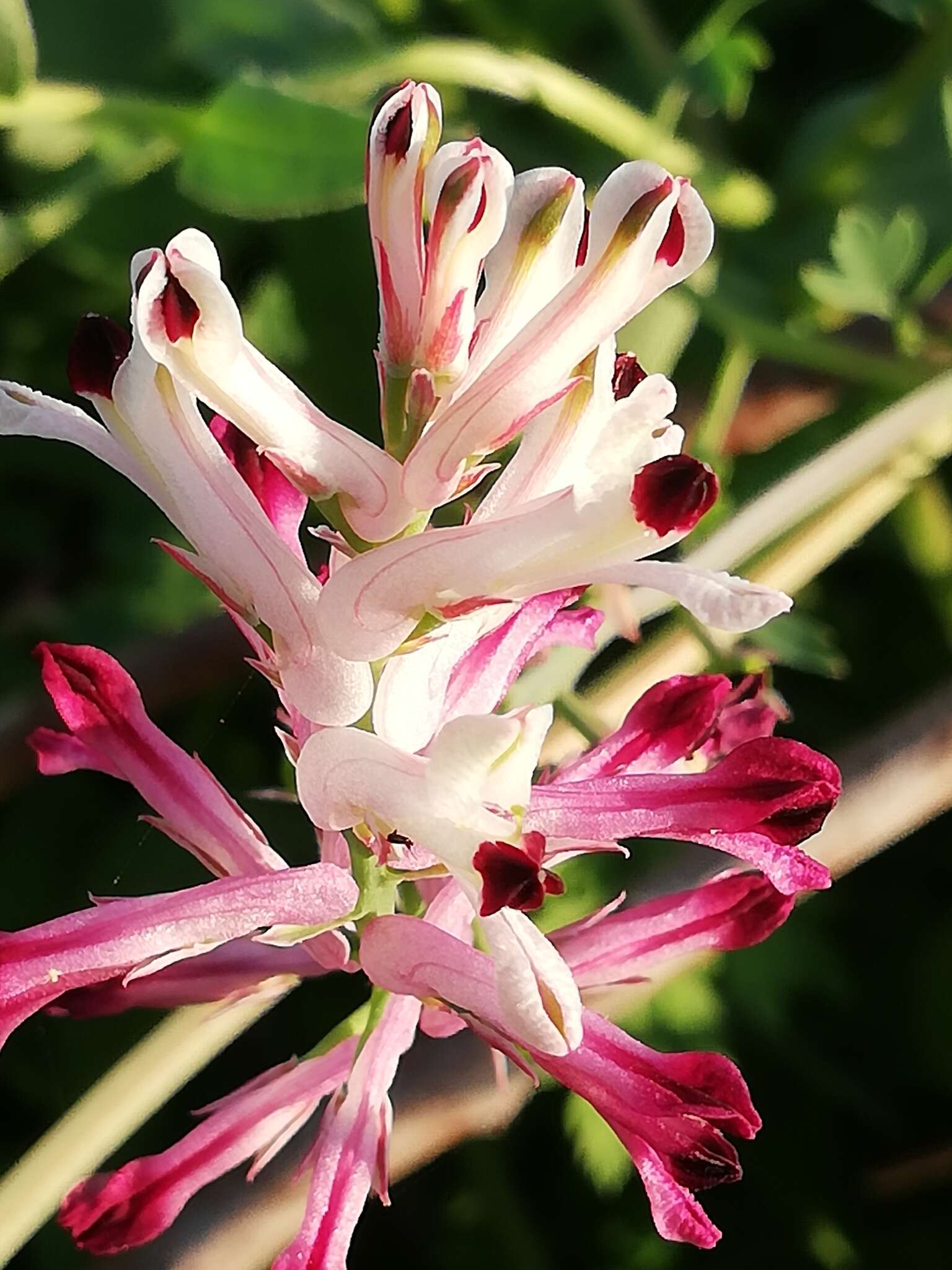 Image of field fumitory