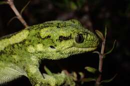 Image of Natural Tree Gecko