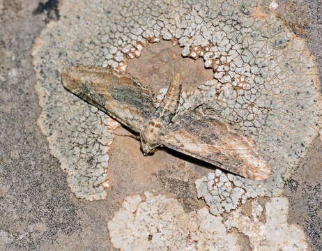 Image of Eupithecia accurata Staudinger 1892