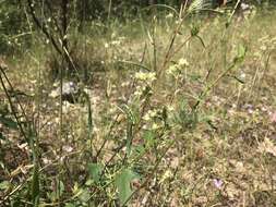 Image de Horkelia congesta subsp. nemorosa Keck