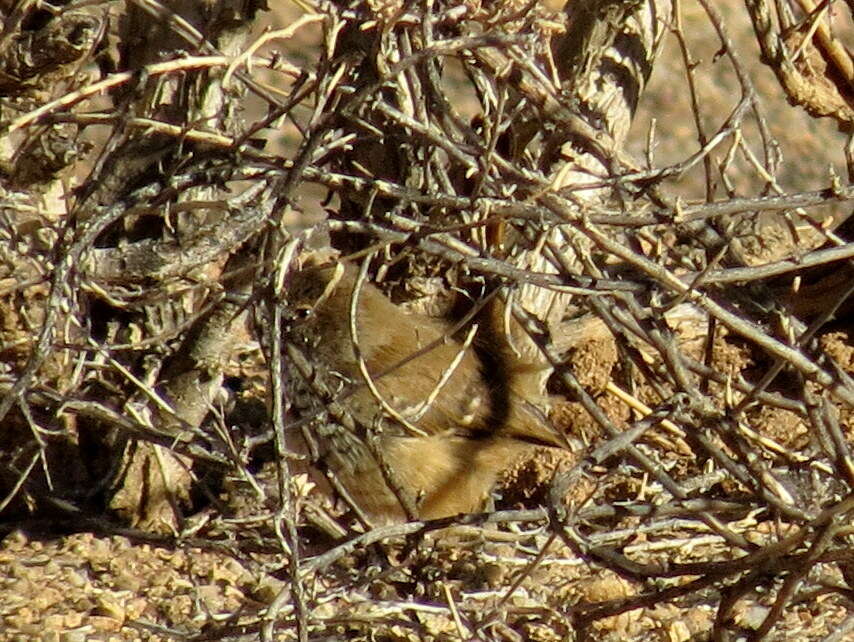 Image of Barred Wren-Warbler