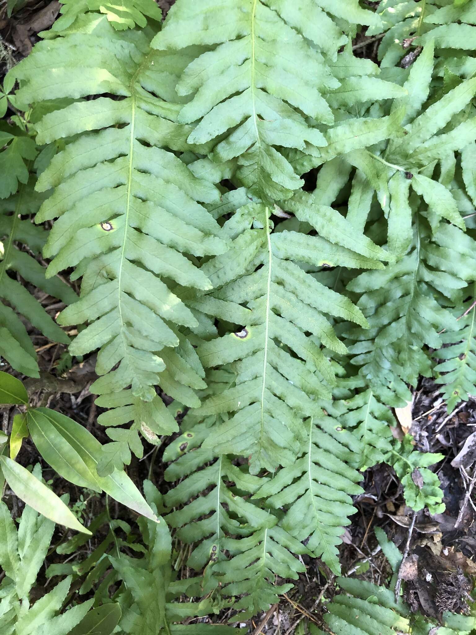 Polypodium calirhiza S. A. Whitmore & A. R. Smith的圖片