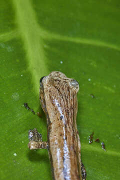 Image of Cukra Climbing Salamander