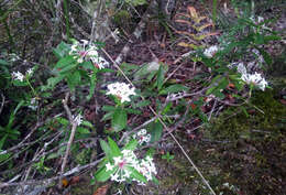 Image of long-leaved pimelea