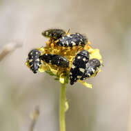 Image de Acmaeodera vernalis Barr 1972