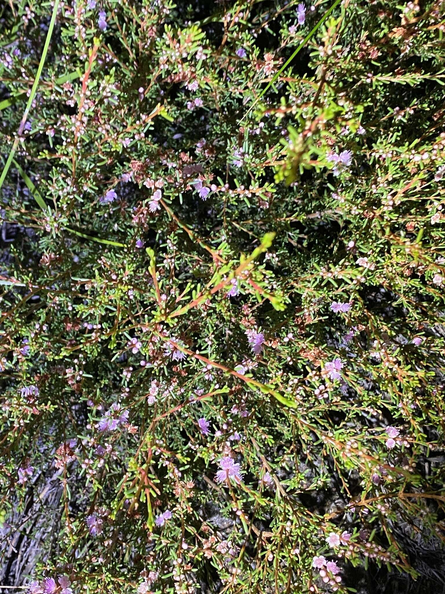 Image of Hypocalymma asperum Schauer