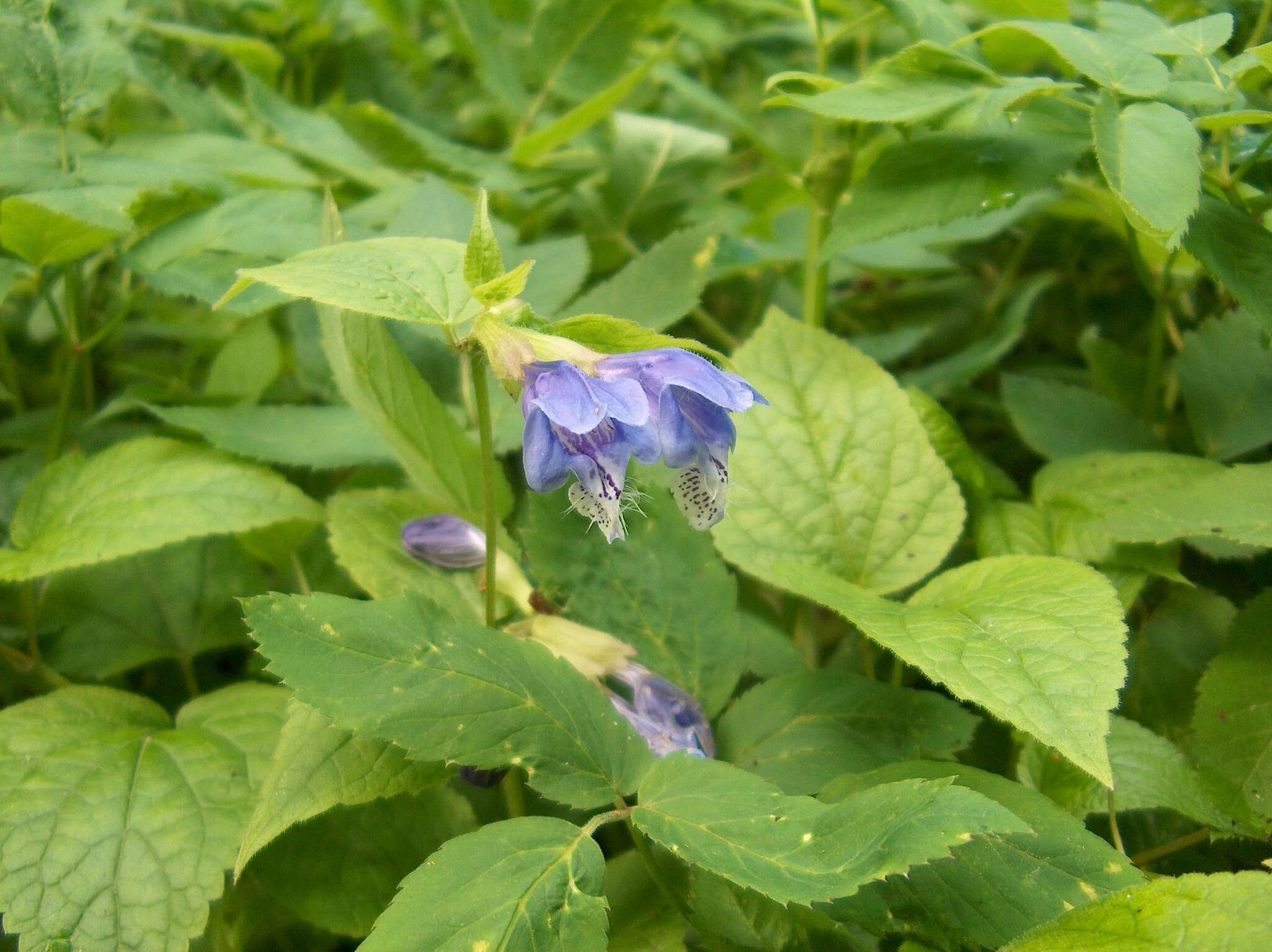 Image of Meehania urticifolia (Miq.) Makino