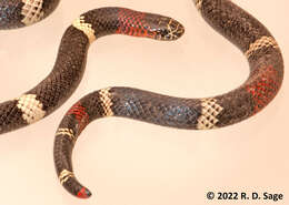 Image of Argentinian Coral Snake