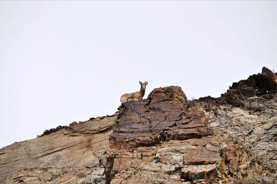 Image of Ladakh Urial