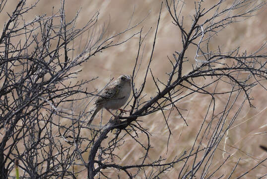 Ammodramus savannarum perpallidus (Coues 1872) resmi