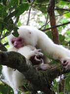 Image of Silky Sifaka