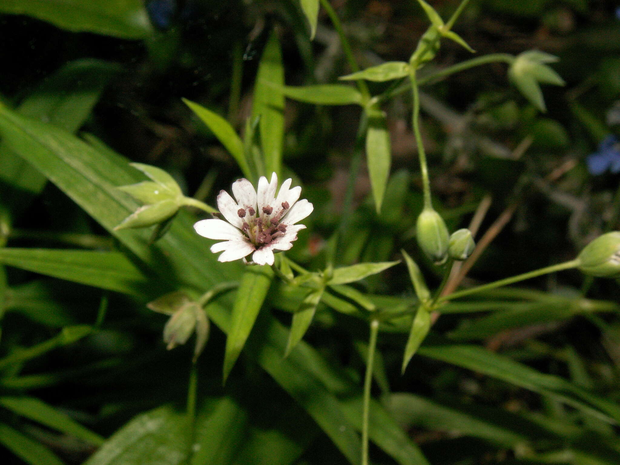 Microbotryum stellariae (Sowerby) G. Deml & Oberw. 1982的圖片