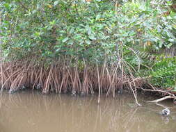 Image of red mangrove