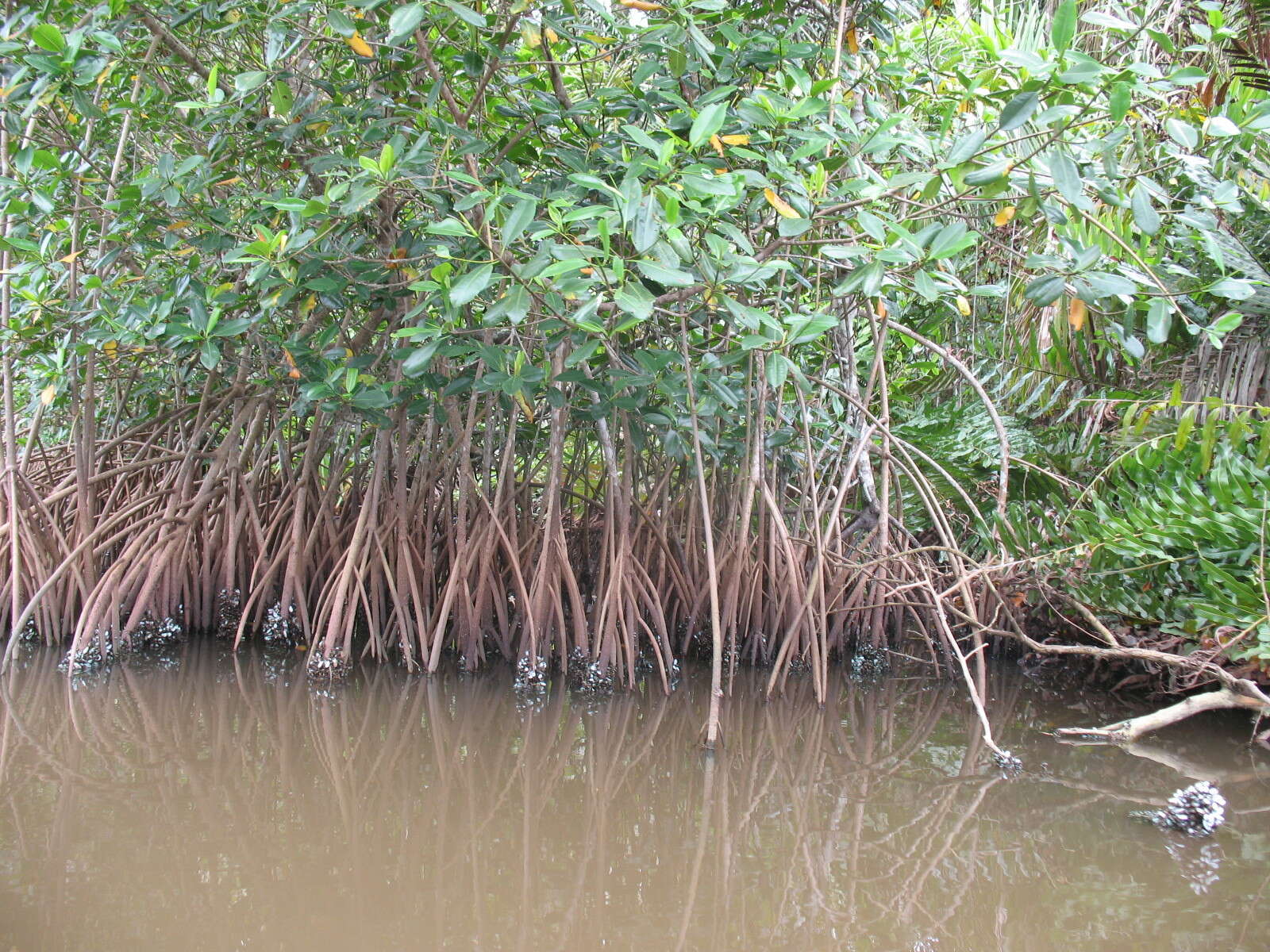 Image of red mangrove