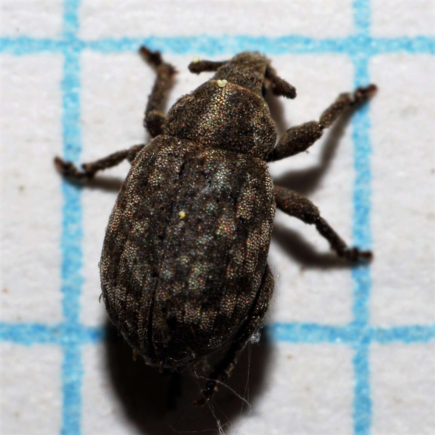 Image of Romualdius scaber (Linnaeus 1758)