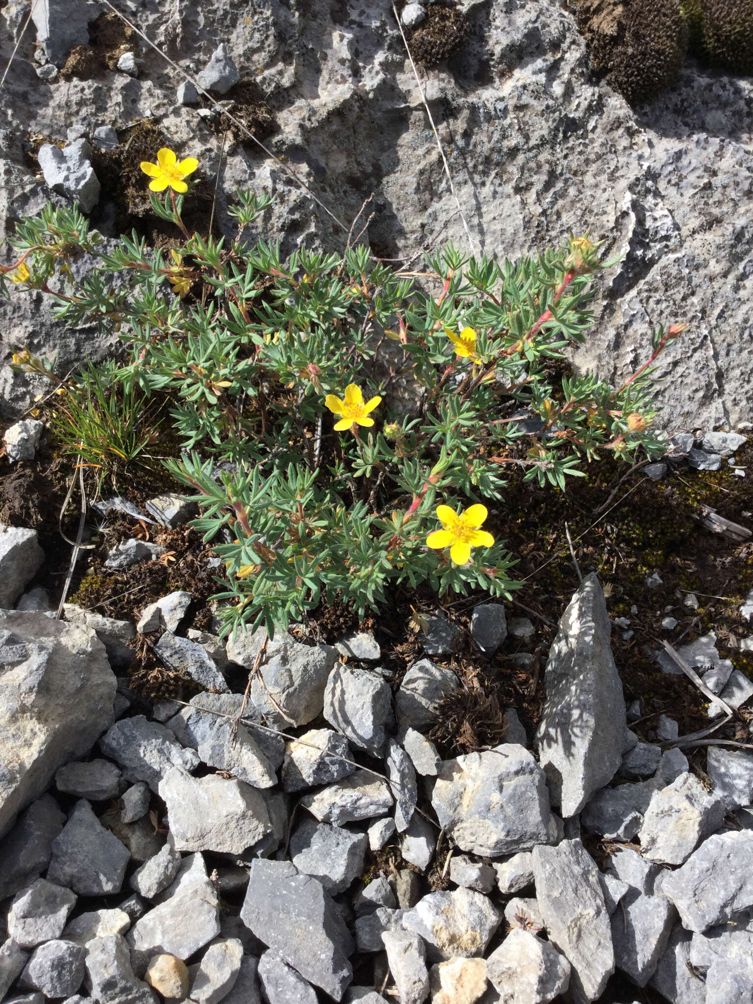 Image of Dasiphora fruticosa (L.) Rydb.