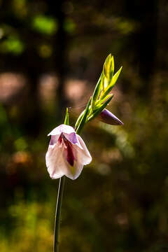 Image of goldblotch gladiolus