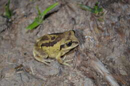 Image of horseshoe forest treefrog