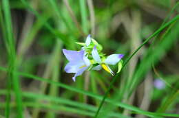 Image of Exacum tetragonum Roxb.