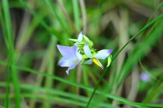 Image of Exacum tetragonum Roxb.