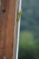 Imagem de Anolis richardii Duméril & Bibron 1837