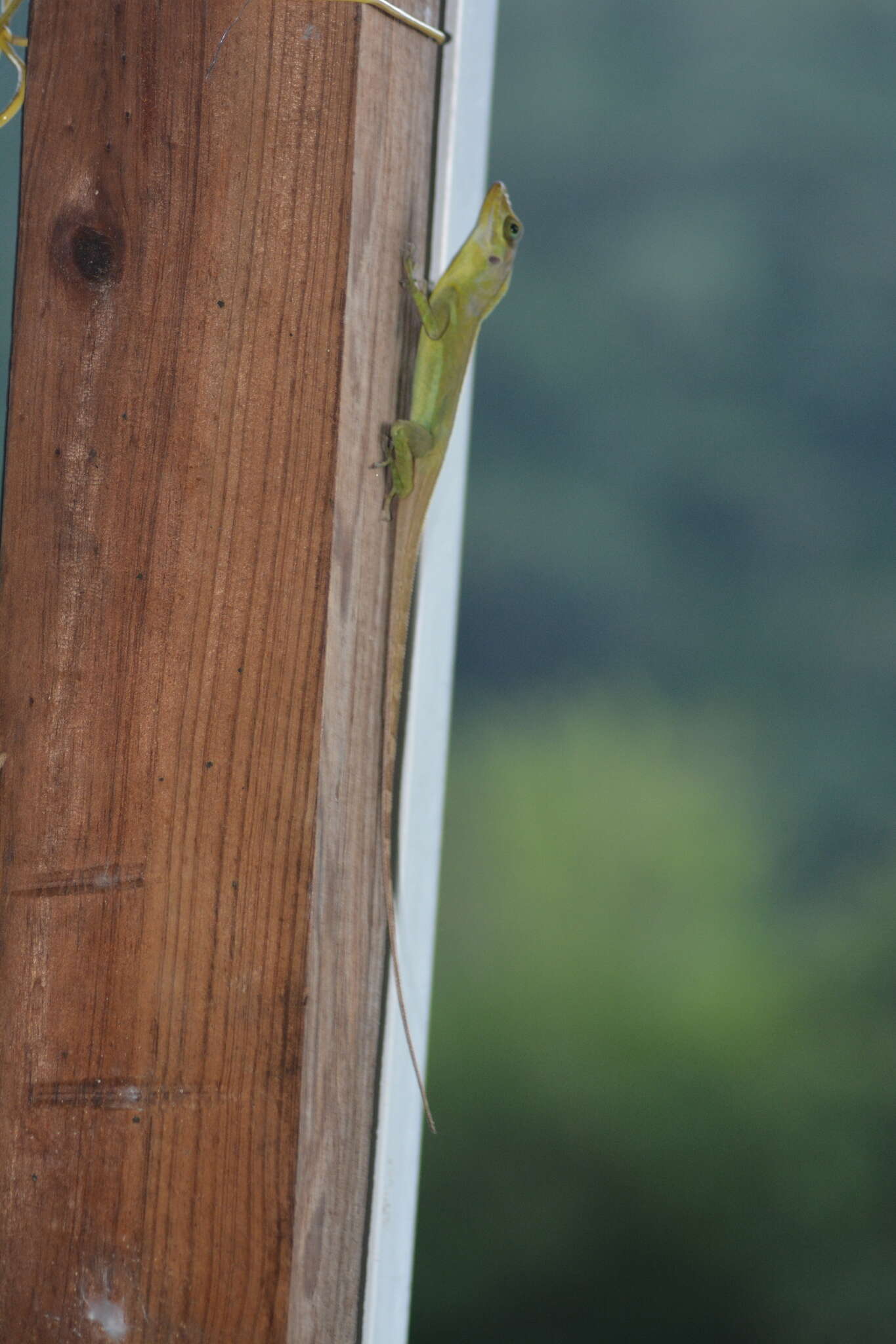 Image of Grenada tree anole