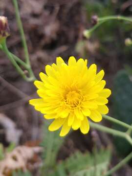 Image of Sonchus ustulatus subsp. ustulatus