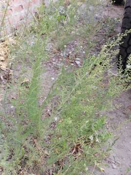 Image of redstem wormwood